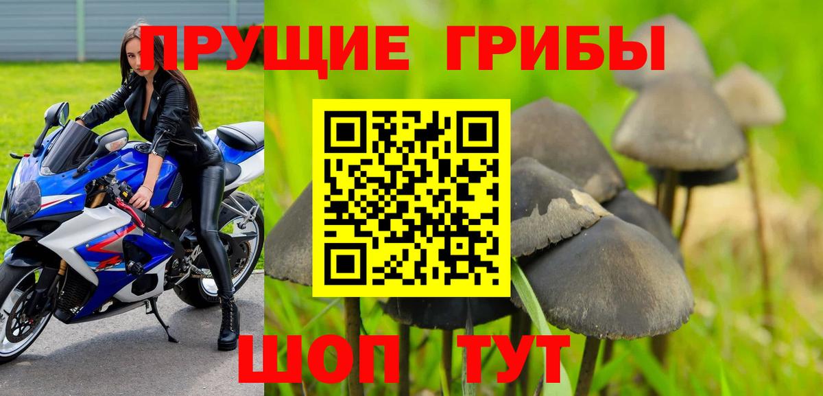 Псилоцибиновые грибы Psilocybe  Вход с VPN  где найти   Миллерово 